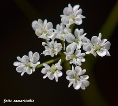 Scaligeria napiformis