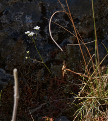 Scaligeria napiformis