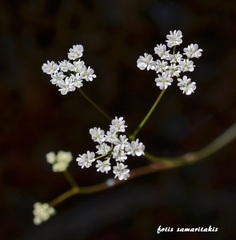 Scaligeria napiformis