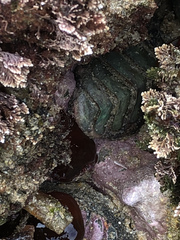 Chitonoidea