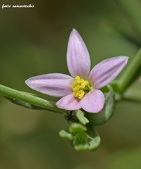 Schenkia spicata