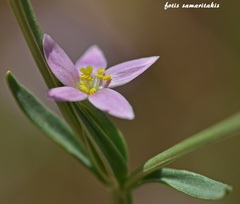 Schenkia spicata