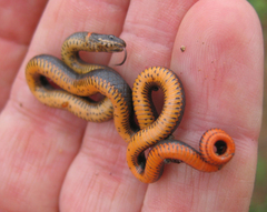 Diadophis punctatus similis