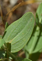 Schenkia spicata