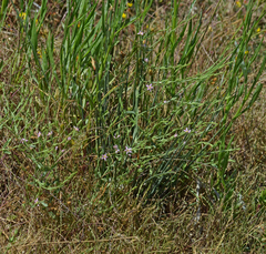 Schenkia spicata