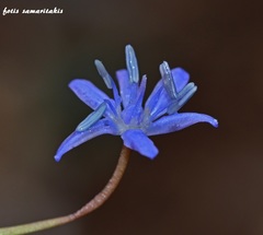 Scilla cydonia