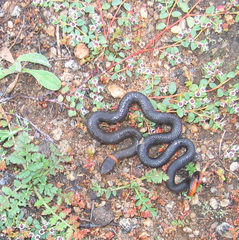 Diadophis punctatus similis