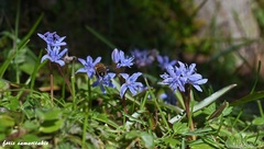 Scilla cydonia