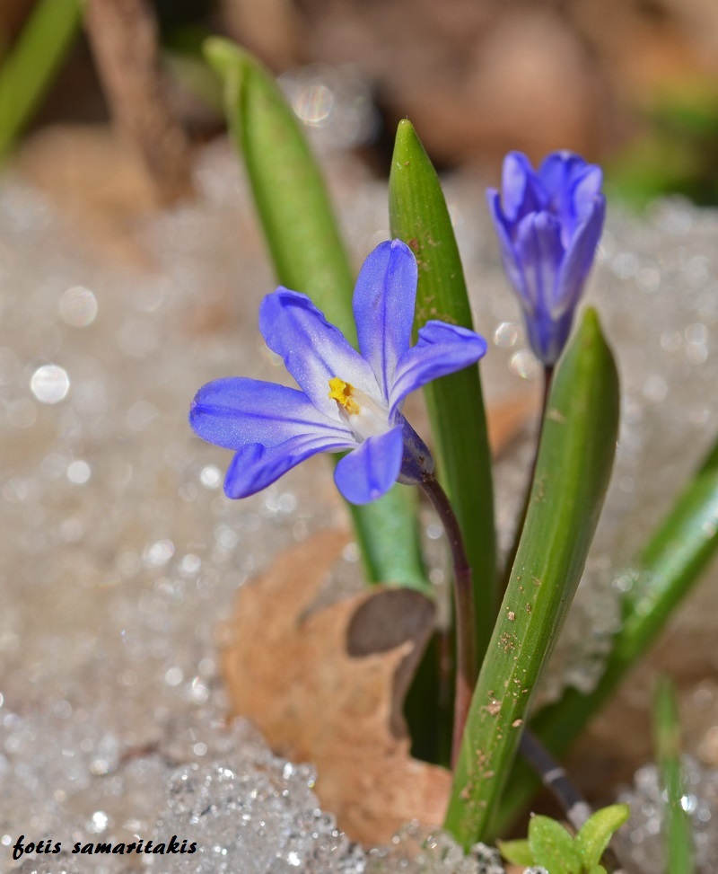 Scilla