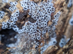 Eriopezia caesia