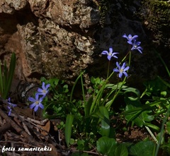 Scilla nana