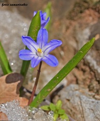 Scilla nana