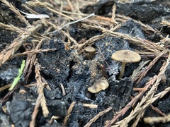 Lyophyllum atratum