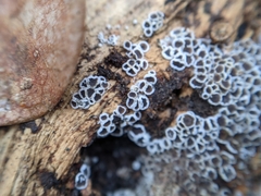 Eriopezia caesia