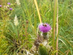 Melissoptila tandilensis