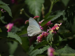 Ascia monuste automate