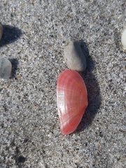 Moerella pulchella