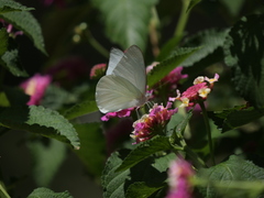 Ascia monuste automate