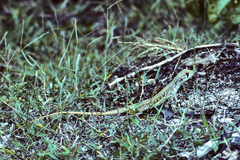 Leiolepis belliana