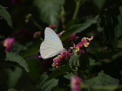 Ascia monuste automate