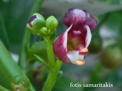 Scrophularia heterophylla