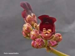 Scrophularia lyrata