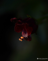 Scrophularia peregrina