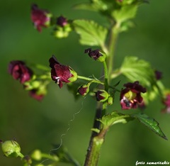 Scrophularia peregrina