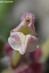 Scutellaria hirta