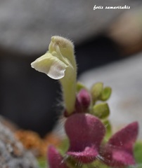 Scutellaria hirta