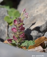 Scutellaria hirta