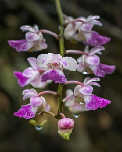 Aerides crispa Lindl.