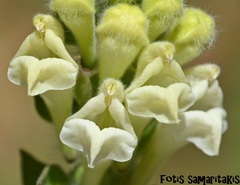 Scutellaria sieberi
