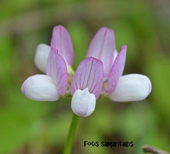 Securigera parviflora