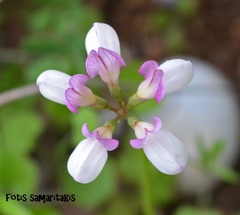 Securigera parviflora