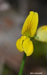 Securigera securidaca