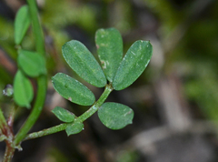 Securigera securidaca