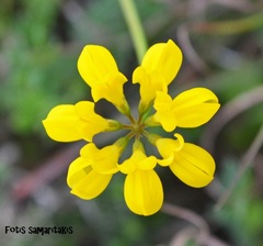 Securigera securidaca