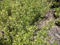 Galium brachyphyllum