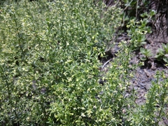 Galium brachyphyllum