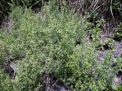 Galium brachyphyllum