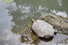 Mauremys japonica