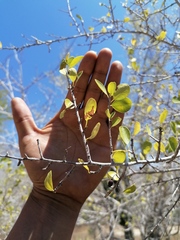 Sideroxylon celastrinum