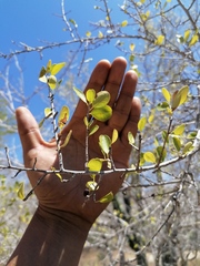 Sideroxylon celastrinum