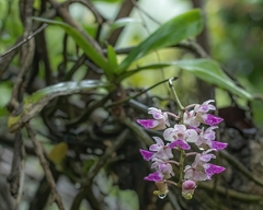 Aerides crispa