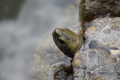 Mauremys japonica
