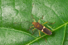 Homoeocerus