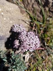Lomatium canbyi