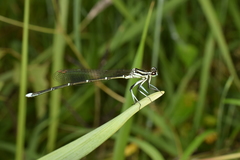 Pseudocopera annulata