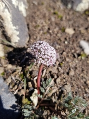 Lomatium canbyi